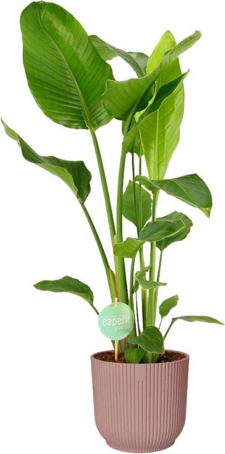 BOTANICLY Kamerplant van – Paradijsvogelbloem in roze ELHO plastic pot als set – Hoogte: 90 cm – Strelitzia Nicolai