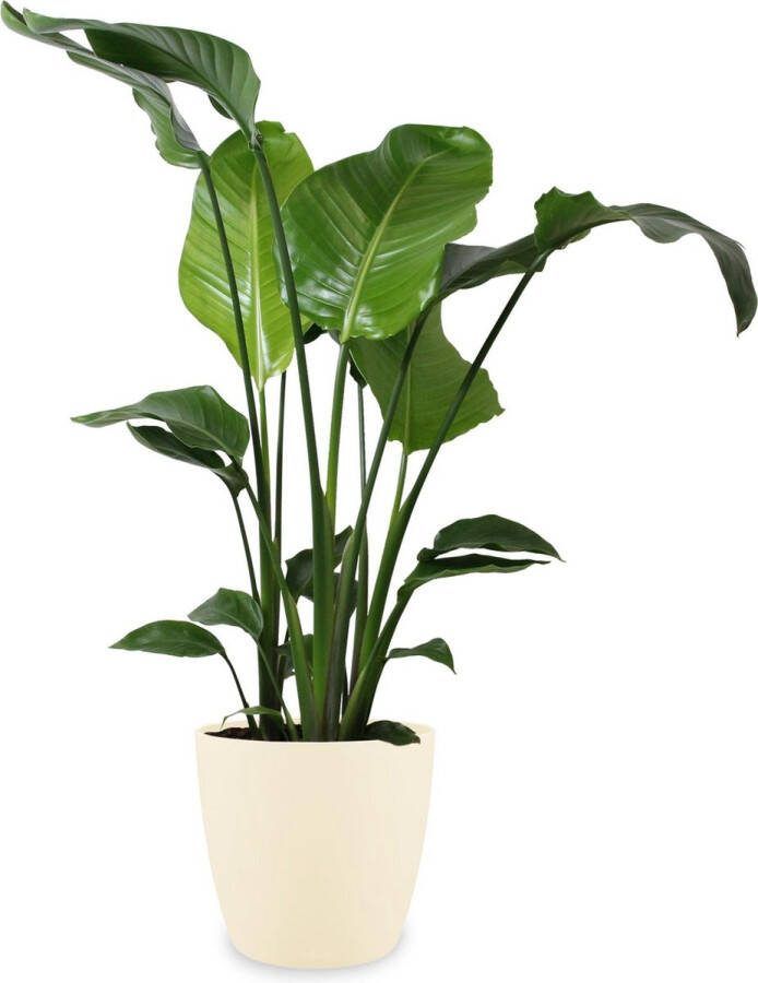 BOTANICLY Kamerplant van – Paradijsvogelbloem incl. crème kleurig sierpot als set – Hoogte: 100 cm – Strelitzia Nicolai