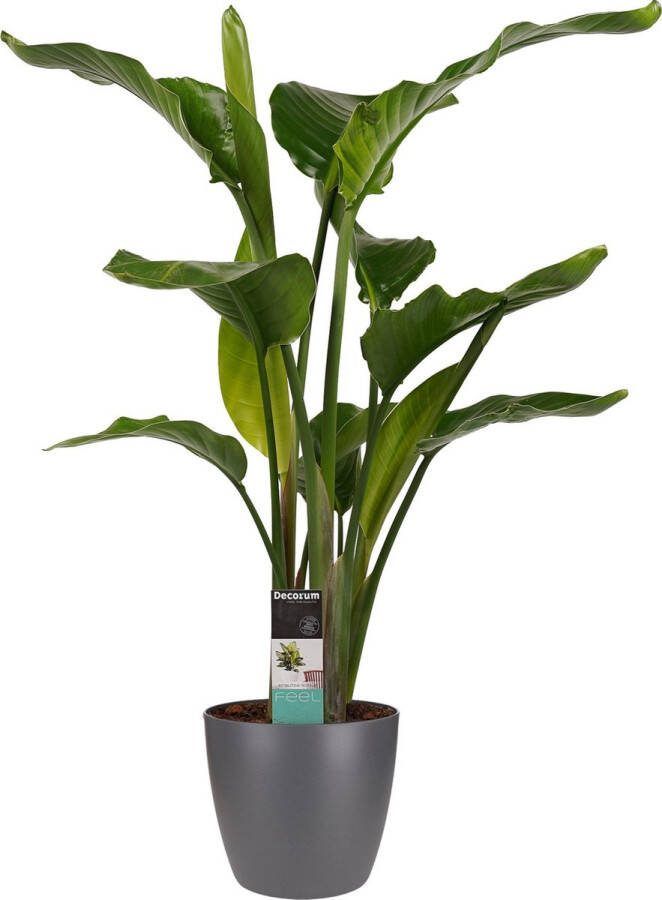 BOTANICLY Kamerplant van – Paradijsvogelbloem incl. sierpot antraciet als set – Hoogte: 75 cm – Strelitzia Nicolai