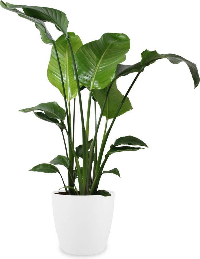 BOTANICLY Kamerplant van – Paradijsvogelbloem incl. sierpot wit als set – Hoogte: 100 cm – Strelitzia Nicolai