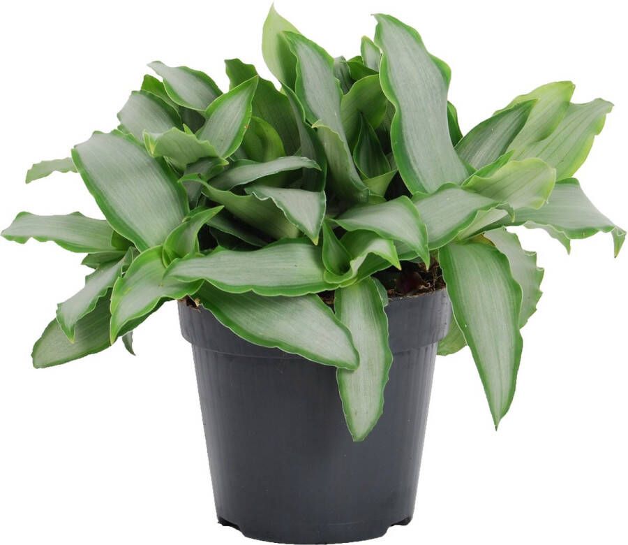 BOTANICLY Kamerplant van – Pekinggras – Hoogte: 20 cm – Murdannia Bright Star