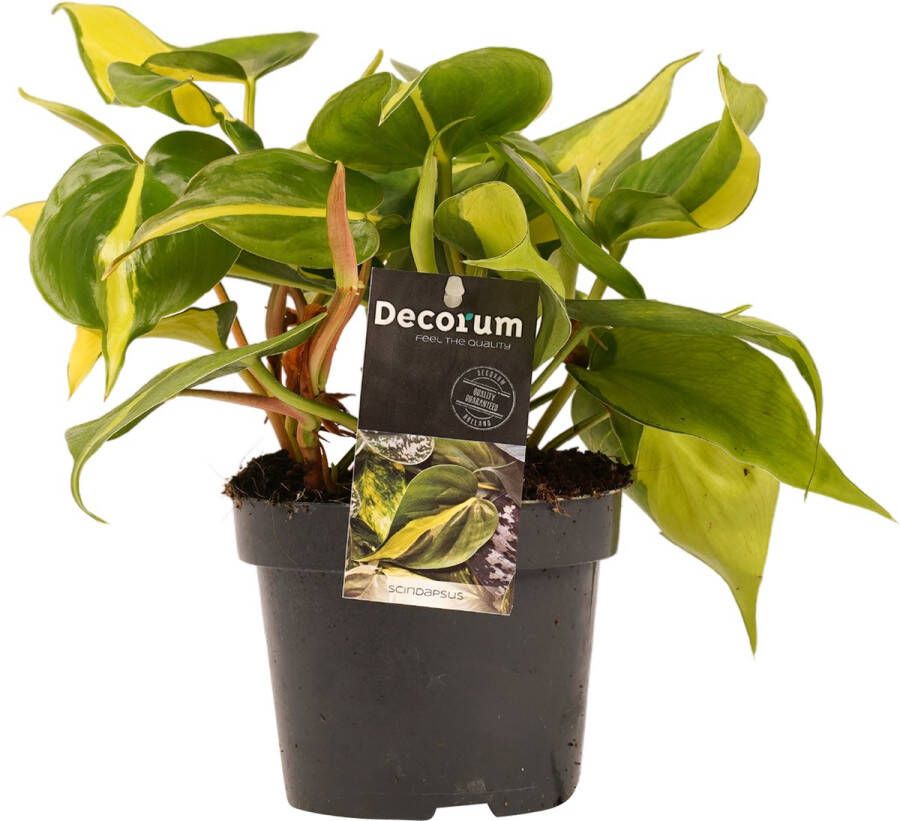 BOTANICLY Kamerplant van – Philodendron Brazil – Hoogte: 15 cm