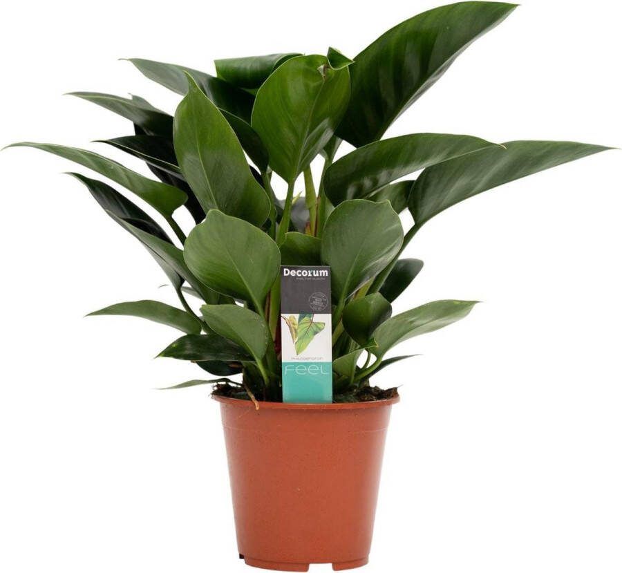 BOTANICLY Kamerplant van – Philodendron Congo Apple – Hoogte: 70 cm