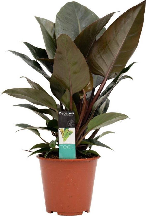 BOTANICLY Kamerplant van – Philodendron Congo Red – Hoogte: 70 cm