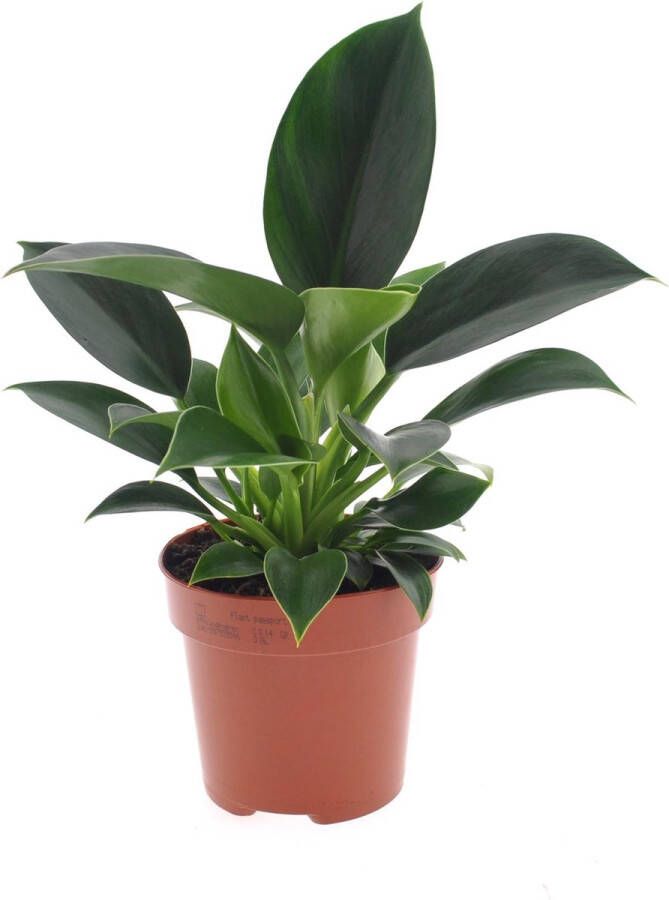 BOTANICLY Kamerplant van – Philodendron erubescens Green Princess – Hoogte: 25 cm