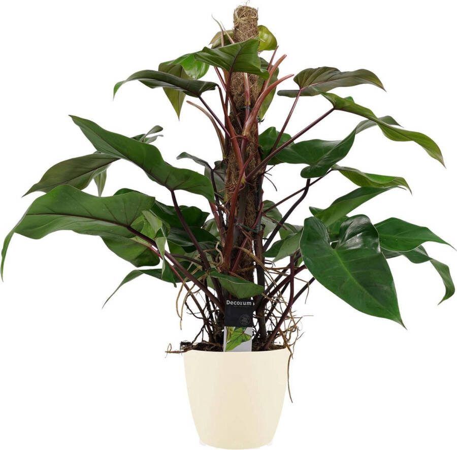 BOTANICLY Kamerplant van – Philodendron erubescens Red Emerald incl. crème kleurig sierpot als set – Hoogte: 75 cm