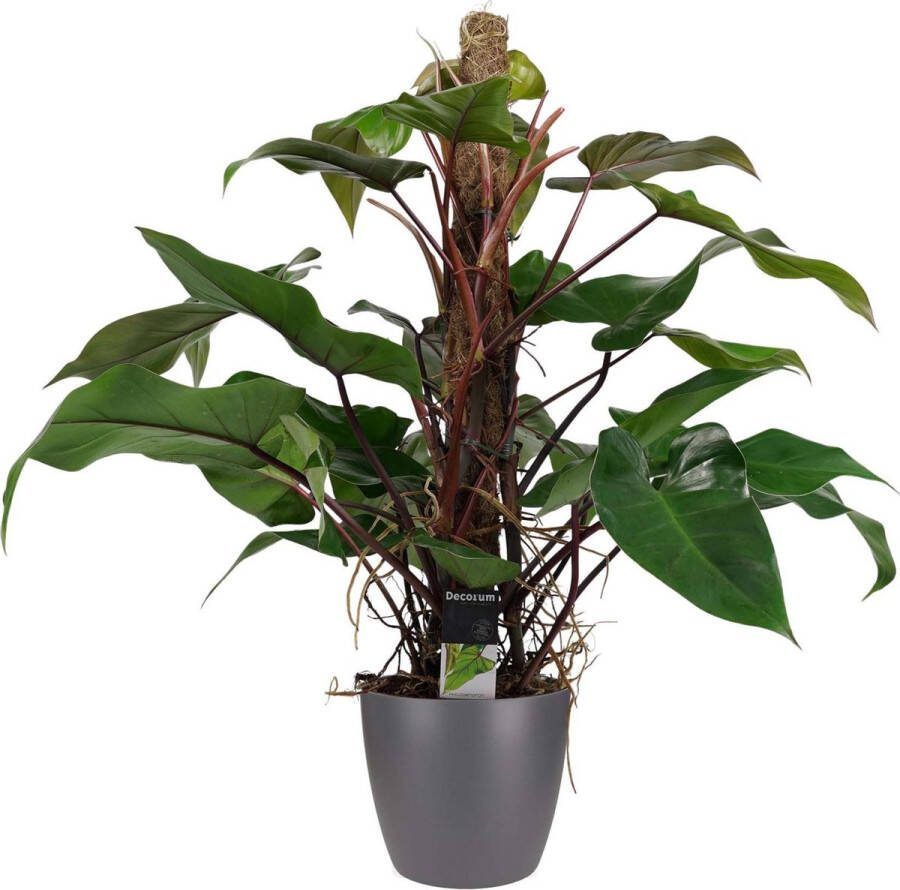 BOTANICLY Kamerplant van – Philodendron erubescens Red Emerald incl. sierpot antraciet als set – Hoogte: 75 cm