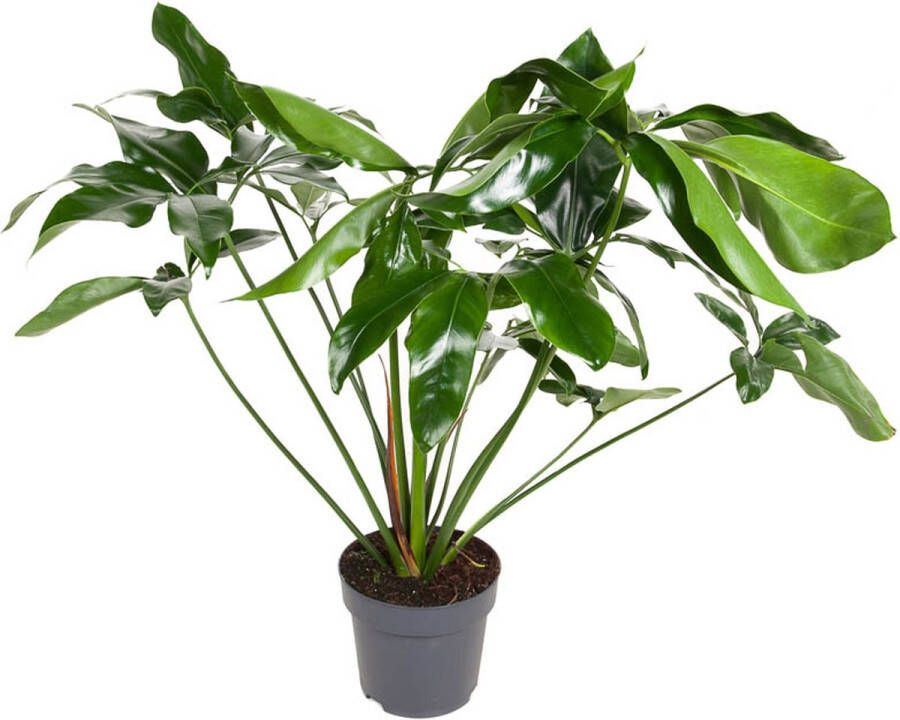 BOTANICLY Kamerplant van – Philodendron Green Wonder – Hoogte: 100 cm