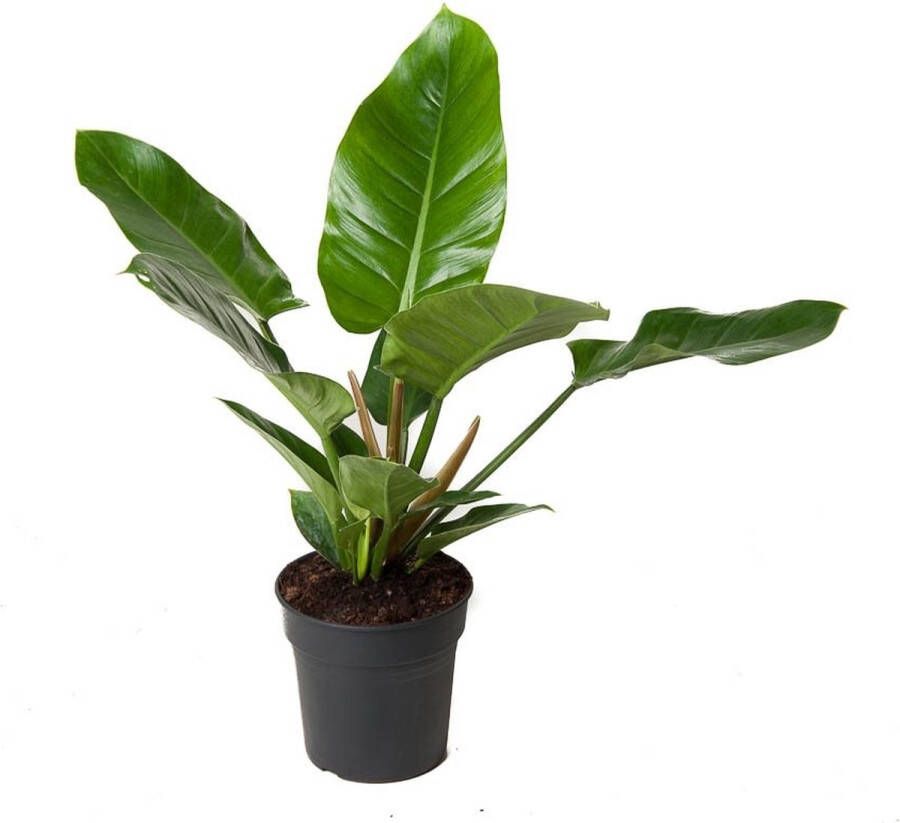 BOTANICLY Kamerplant van – Philodendron Imperial Green – Hoogte: 60 cm