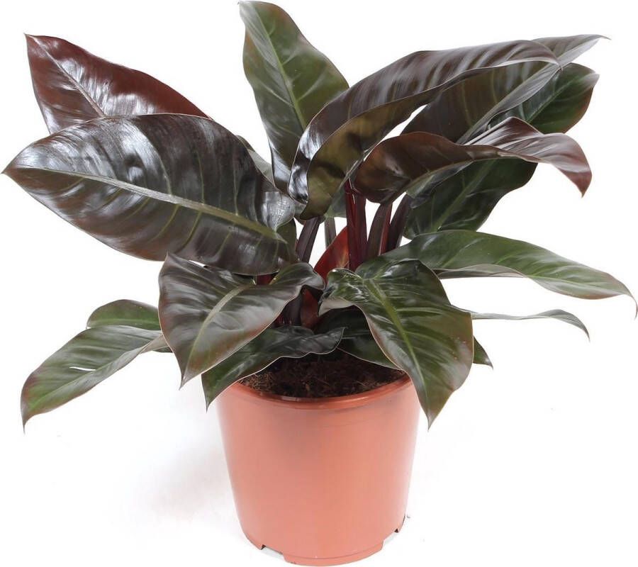 BOTANICLY Kamerplant van – Philodendron Imperial Red – Hoogte: 70 cm