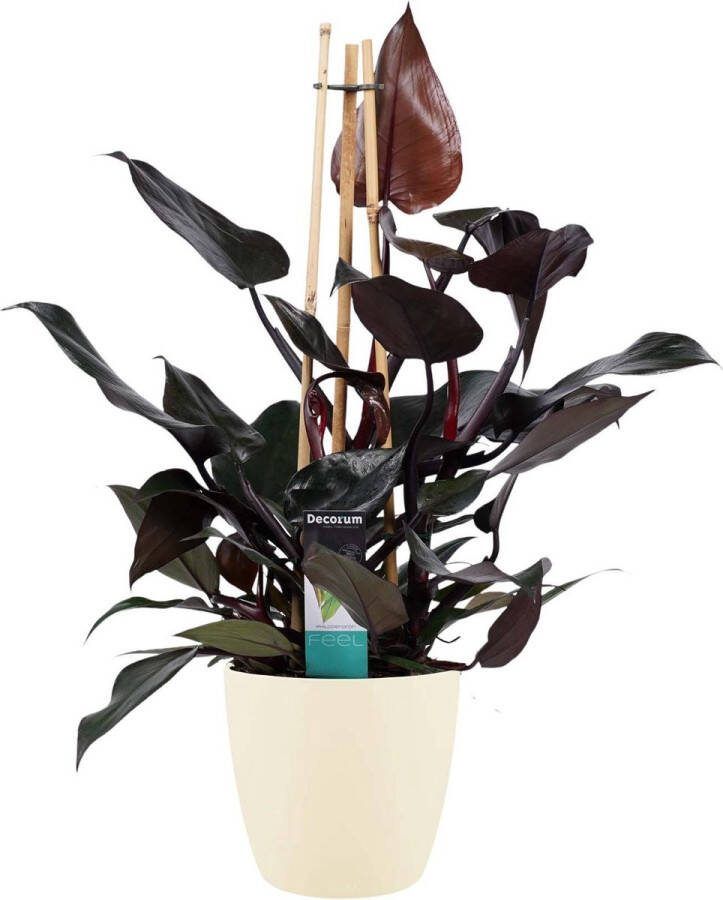 BOTANICLY Kamerplant van – Philodendron Ruby incl. crème kleurig sierpot als set – Hoogte: 70 cm