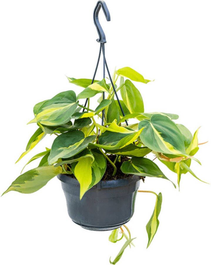 BOTANICLY Kamerplant van – Philodendron Scandens Brazil – Hoogte: 30 cm