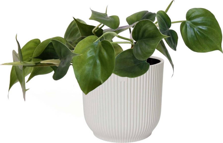 BOTANICLY Kamerplant van – Philodendron scandens – Hoogte: 15 cm