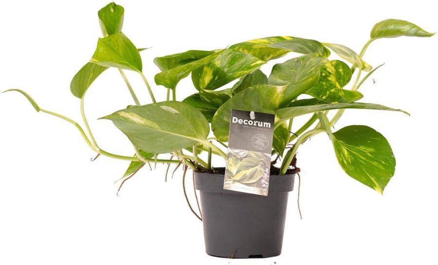 BOTANICLY Kamerplant van – Philodendron scandens – Hoogte: 15 cm