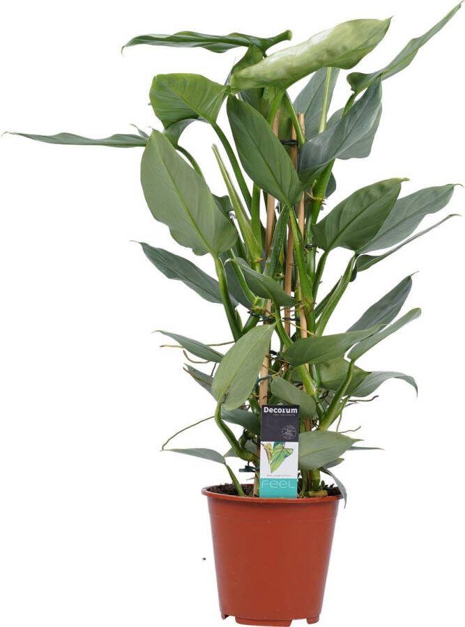 BOTANICLY Kamerplant van – Philodendron Silver Sword – Hoogte: 70 cm