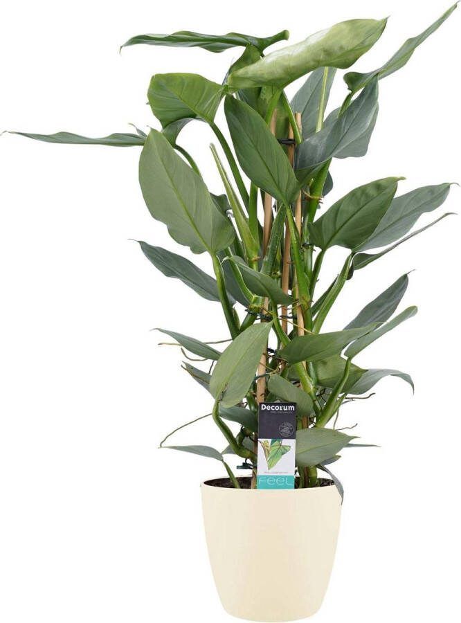 BOTANICLY Kamerplant van – Philodendron Silver Sword incl. crème kleurig sierpot als set – Hoogte: 70 cm