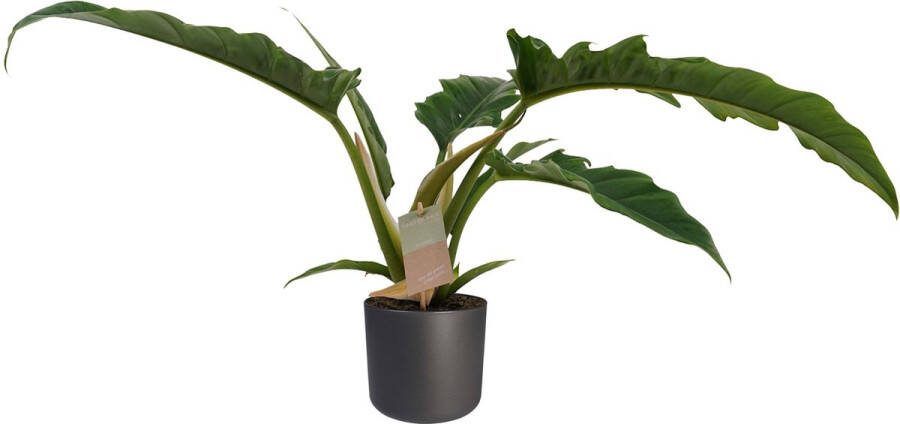 BOTANICLY Kamerplant van – Philodendron stenolobum Narrow Escape incl. sierpot antraciet als set – Hoogte: 45 cm