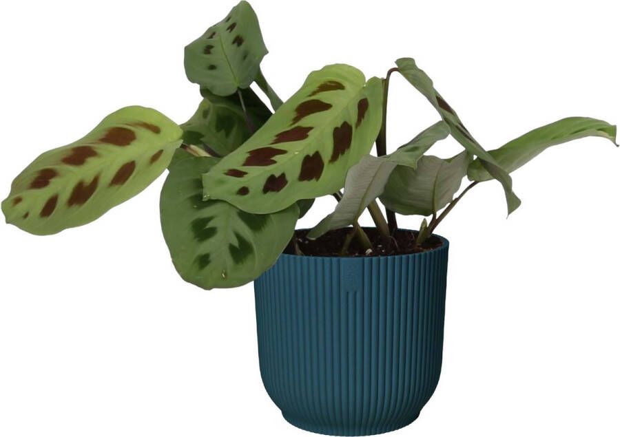 BOTANICLY Kamerplant van – Pijlwortel – Hoogte: 20 cm – Maranta kerchoveana