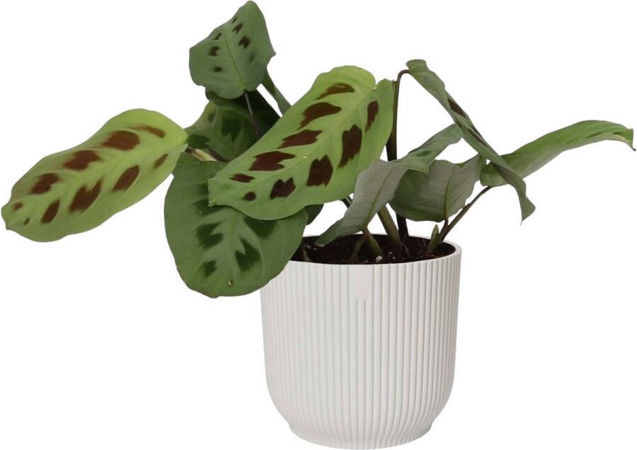 BOTANICLY Kamerplant van – Pijlwortel – Hoogte: 20 cm – Maranta kerchoveana