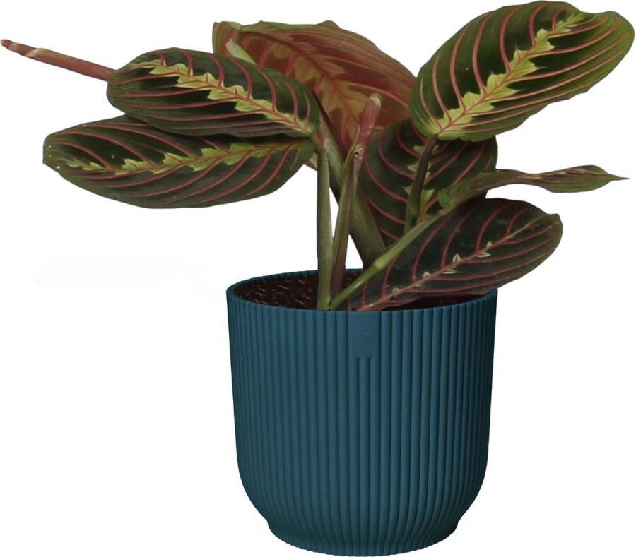 BOTANICLY Kamerplant van – Pijlwortel – Hoogte: 20 cm – Maranta leuconeura Tricolor