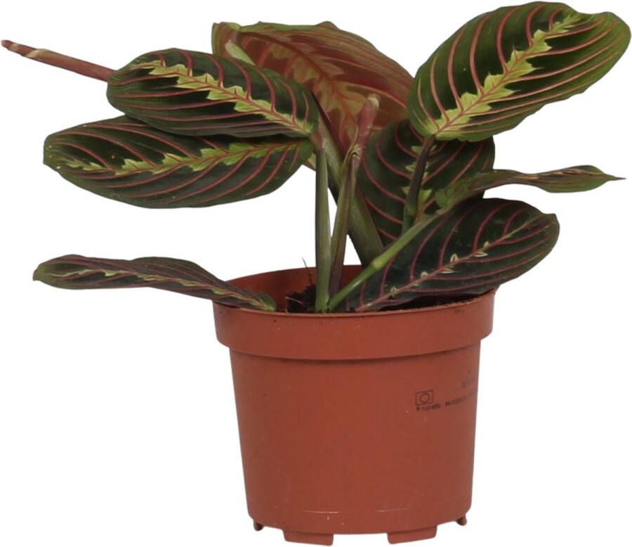 BOTANICLY Kamerplant van – Pijlwortel – Hoogte: 20 cm – Maranta leuconeura Tricolor