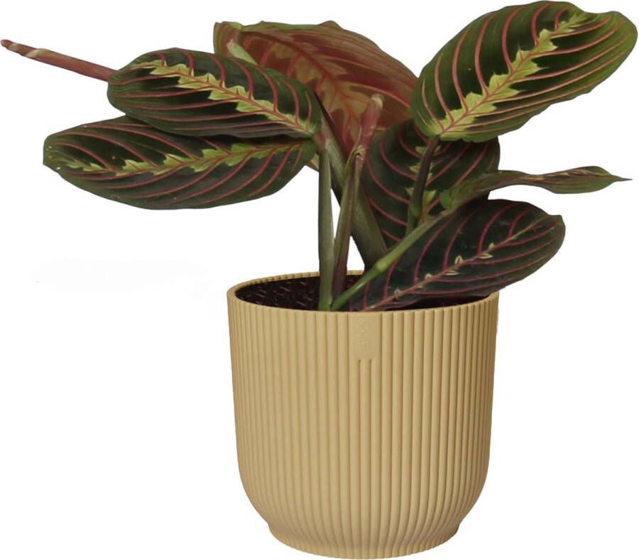 BOTANICLY Kamerplant van – Pijlwortel – Hoogte: 20 cm – Maranta leuconeura Tricolor