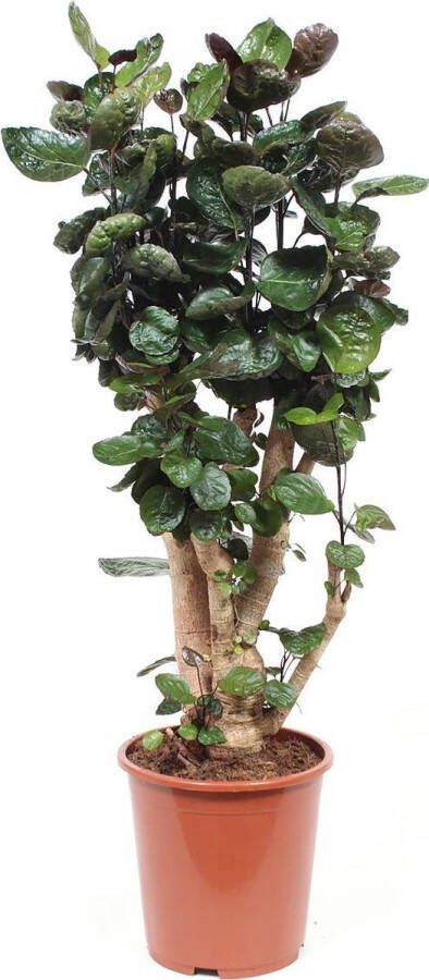 BOTANICLY Kamerplant van – Polyscias Fabian – Hoogte: 100 cm