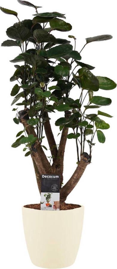 BOTANICLY Kamerplant van – Polyscias Fabian incl. crème kleurig sierpot als set – Hoogte: 50 cm