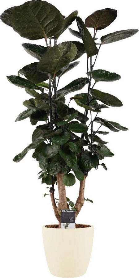 BOTANICLY Kamerplant van – Polyscias Fabian incl. crème kleurig sierpot als set – Hoogte: 95 cm