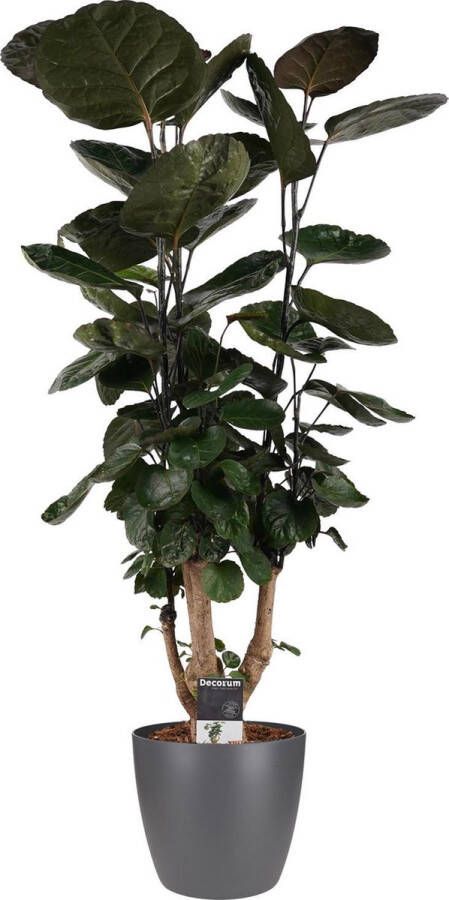 BOTANICLY Kamerplant van – Polyscias Fabian incl. sierpot antraciet als set – Hoogte: 95 cm