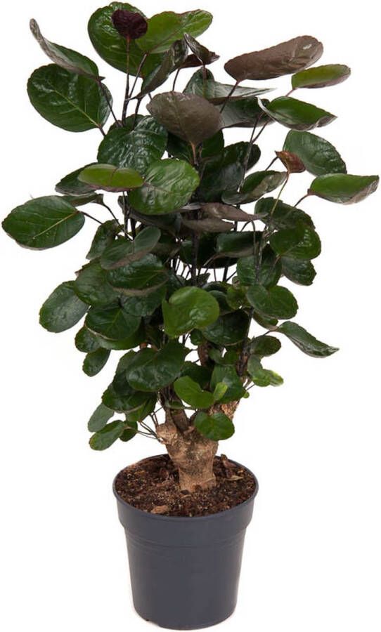 BOTANICLY Kamerplant van – Polyscias Fruticosa Fabian – Hoogte: 80 cm