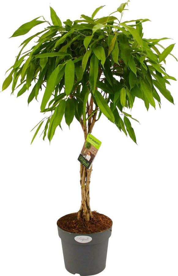 BOTANICLY Kamerplant van – Rubberboom – Hoogte: 100 cm – Ficus binnendijkii Amstel King