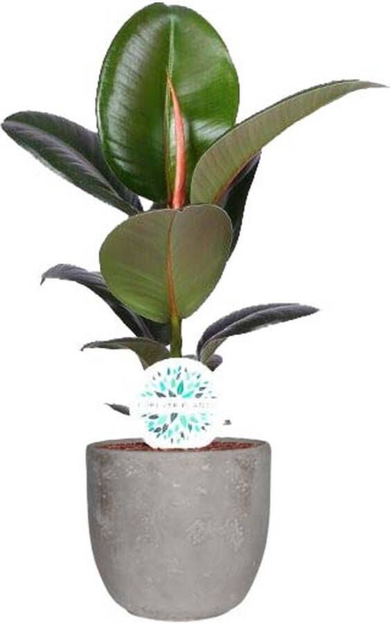 BOTANICLY Kamerplant van – Rubberboom – Hoogte: 55 cm – Ficus Elastica Robusta