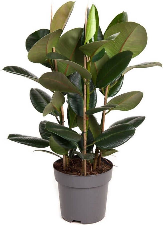 BOTANICLY Kamerplant van – Rubberboom – Hoogte: 95 cm – Ficus Elastica Robusta