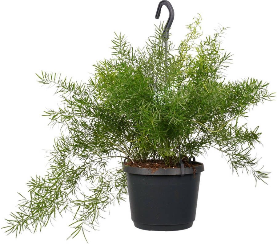 BOTANICLY Kamerplant van – Sierasperge – Hoogte: 45 cm – Asparagaceae Asparagus Sprengeri Densiflorus