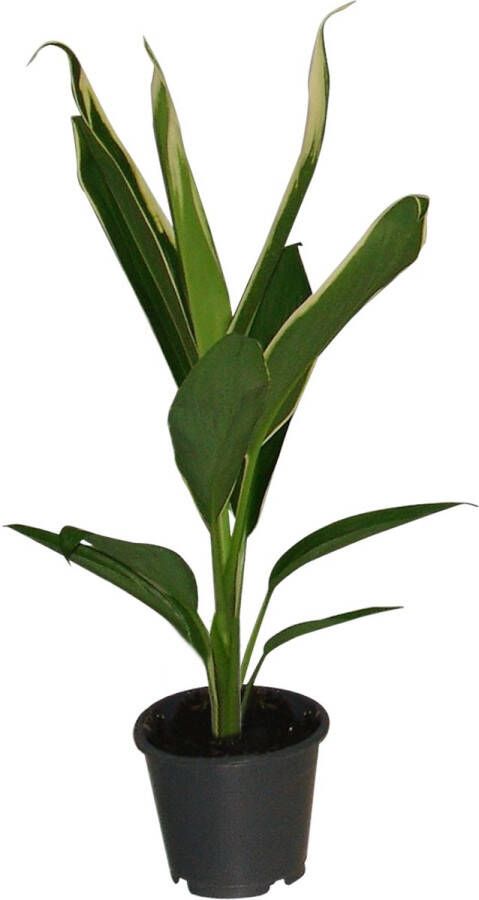 BOTANICLY Kamerplant van – Sierasperge – Hoogte: 45 cm – Asparagaceae Cordyline Conga Fruticosa