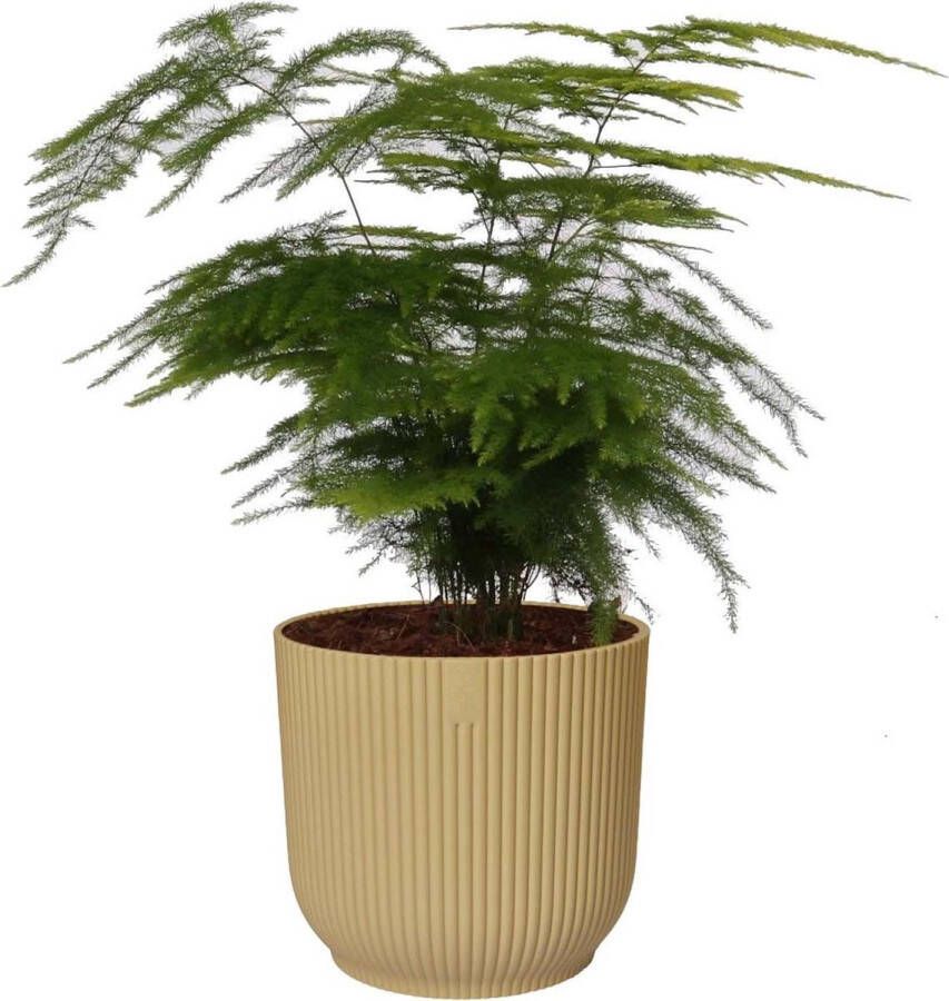 BOTANICLY Kamerplant van – Sierasperge in beige ELHO plastic pot als set – Hoogte: 28 cm – Asparagus Plumosus