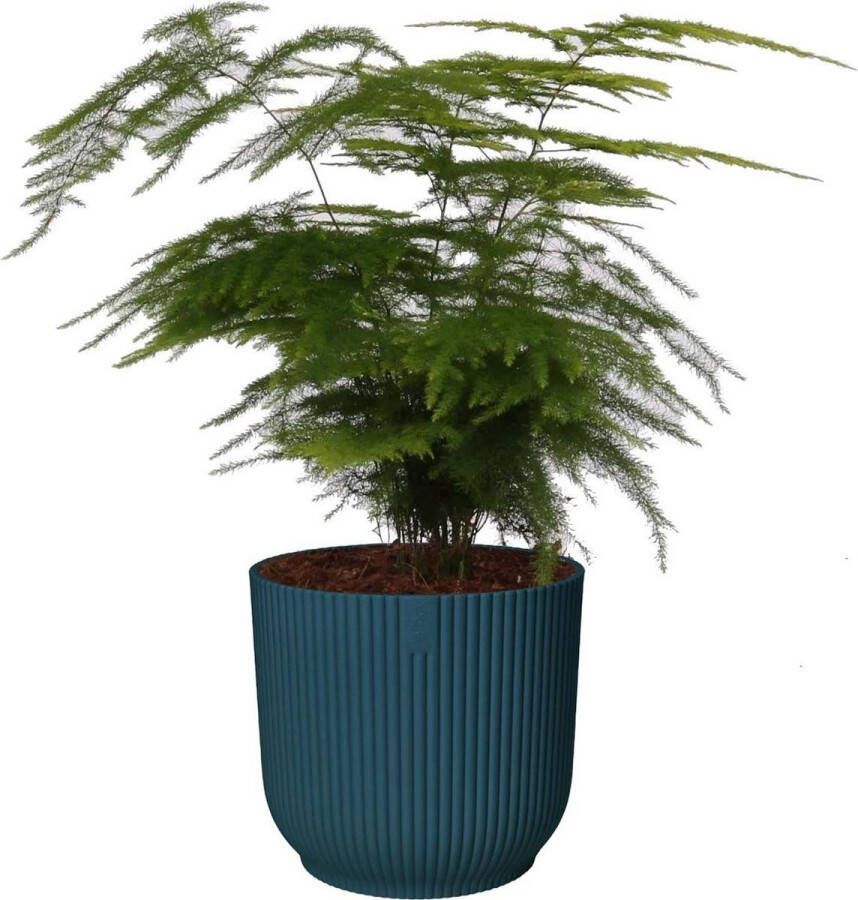 BOTANICLY Kamerplant van – Sierasperge in blauw ELHO plastic pot als set – Hoogte: 28 cm – Asparagus Plumosus