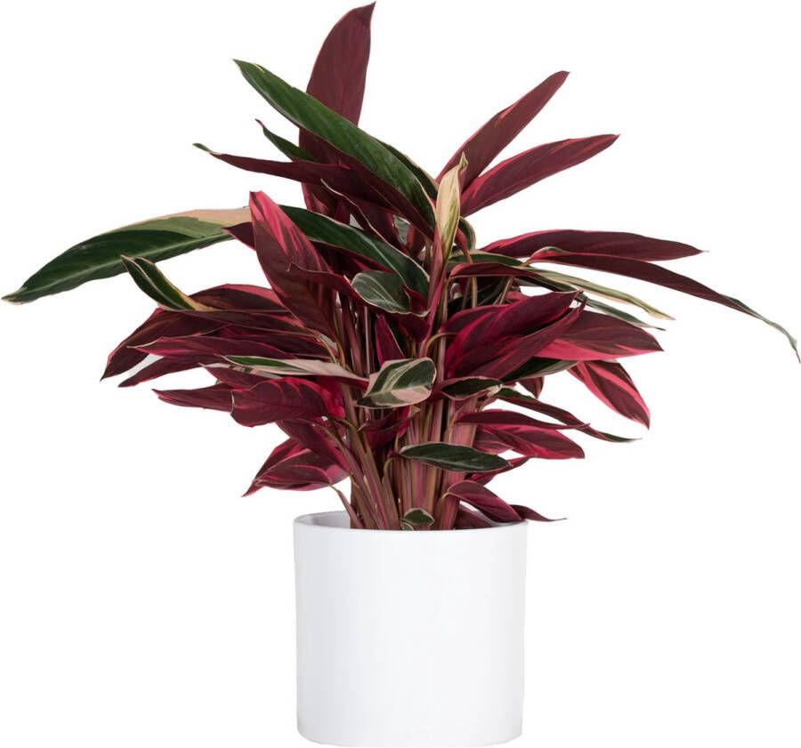 BOTANICLY Kamerplant van – Stromanthe Sanguinea Triostar – Hoogte: 75 cm