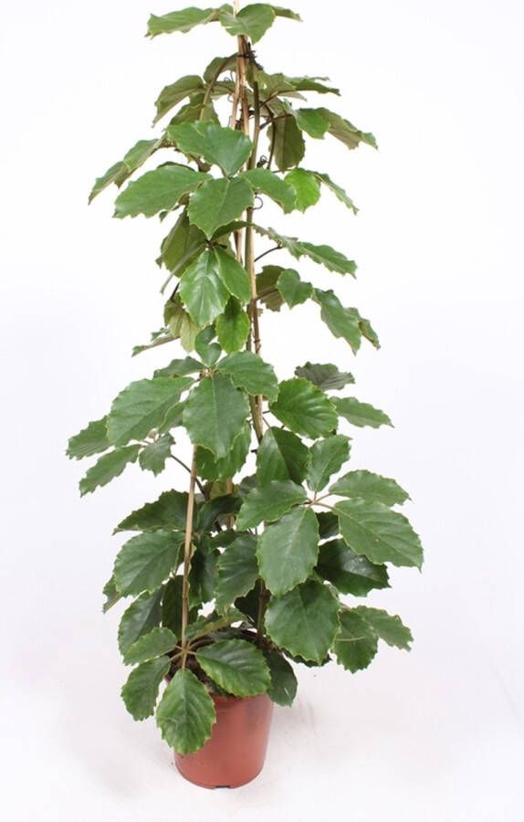 BOTANICLY Kamerplant van – Tetrastigma voinierianum – Hoogte: 155 cm