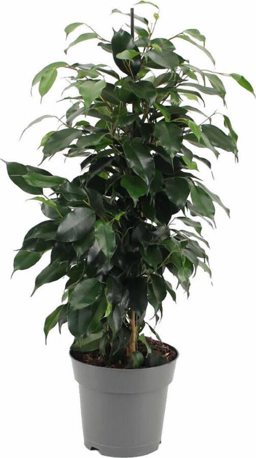 BOTANICLY Kamerplant van – Treurvijg – Hoogte: 70 cm – Ficus benjamina Danielle