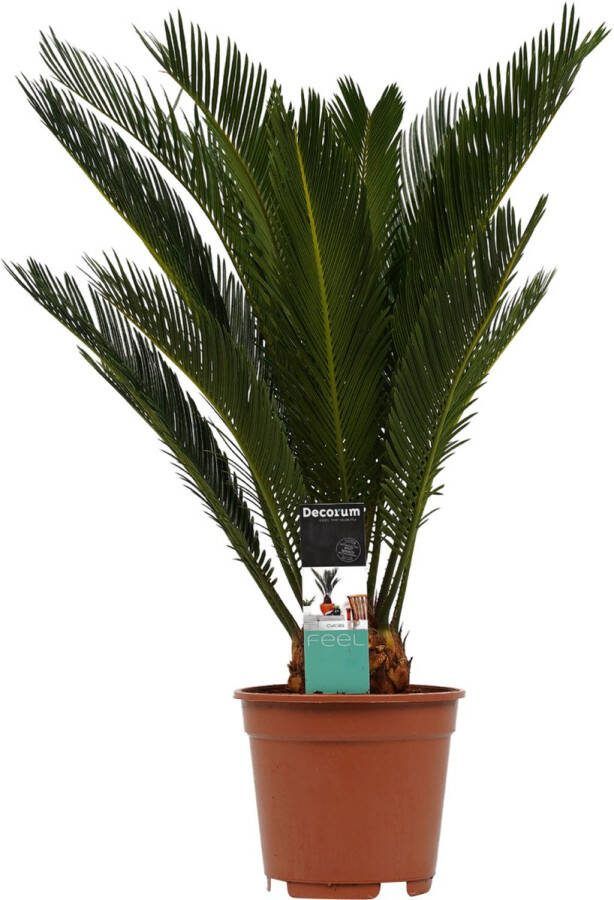 BOTANICLY Kamerplant van – Varenpalm – Hoogte: 55 cm – Cycas Revoluta