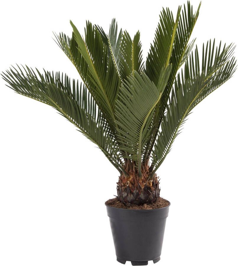 BOTANICLY Kamerplant van – Varenpalm – Hoogte: 60 cm – Cycas