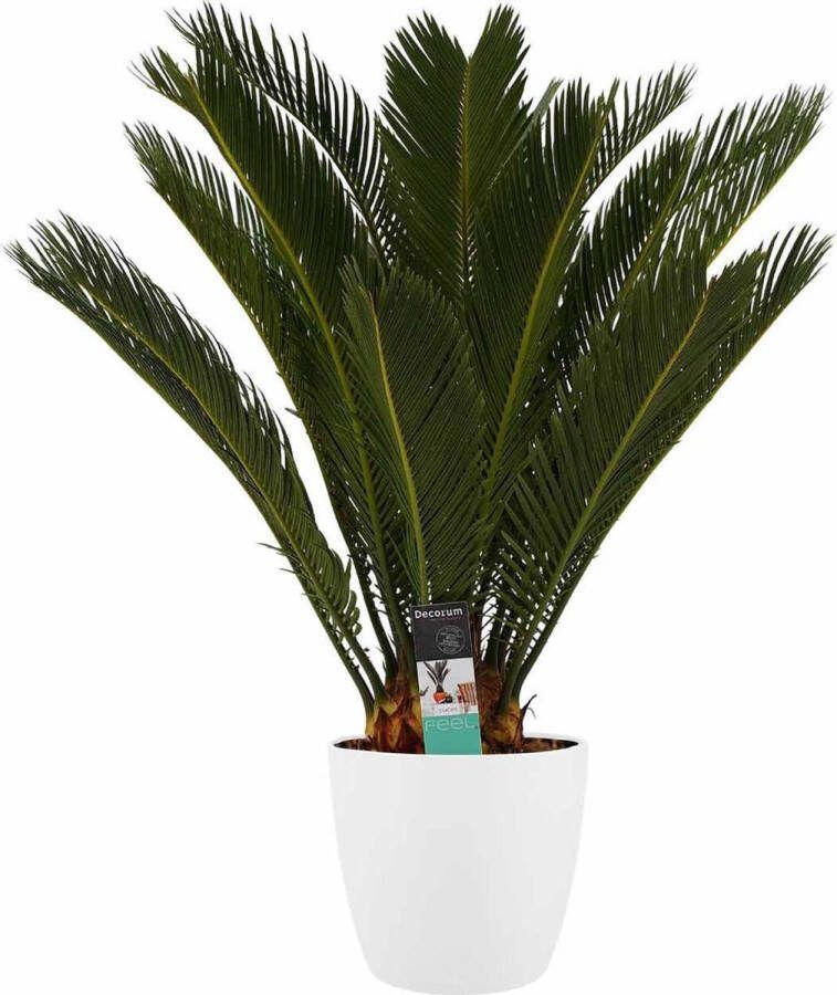 BOTANICLY Kamerplant van – Varenpalm incl. sierpot wit als set – Hoogte: 65 cm – Cycas Revoluta