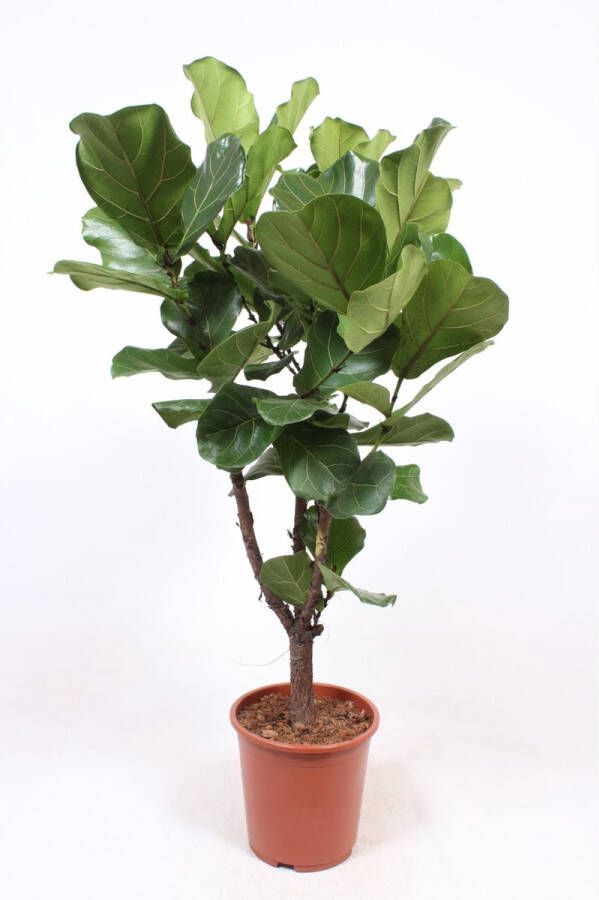 BOTANICLY Kamerplant van – Vioolplant – Hoogte: 120 cm – Ficus Lyrata