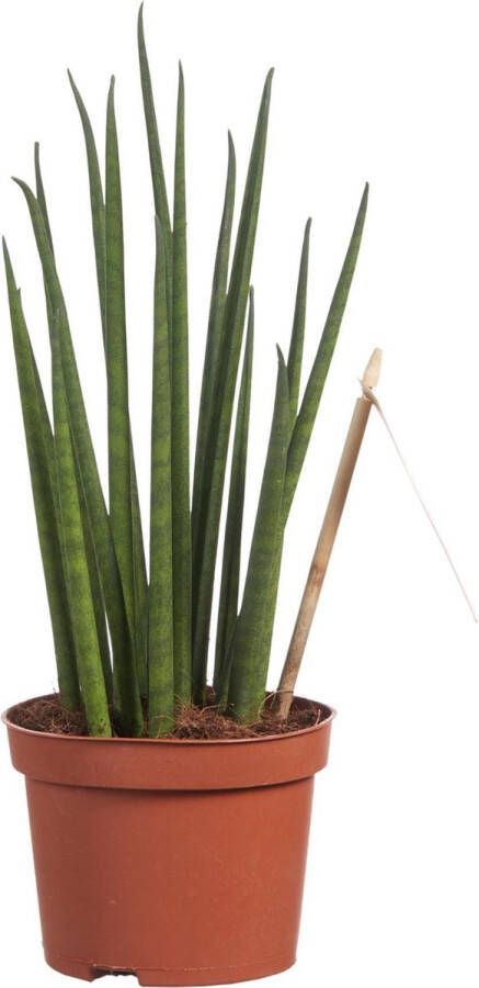 BOTANICLY Kamerplant van – Vrouwentongen – Hoogte: 30 cm – Sansevieria Mikado