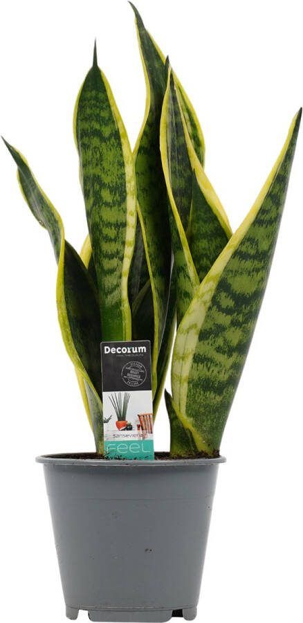 BOTANICLY Kamerplant van – Vrouwentongen – Hoogte: 35 cm – Sansevieria trif. Superba