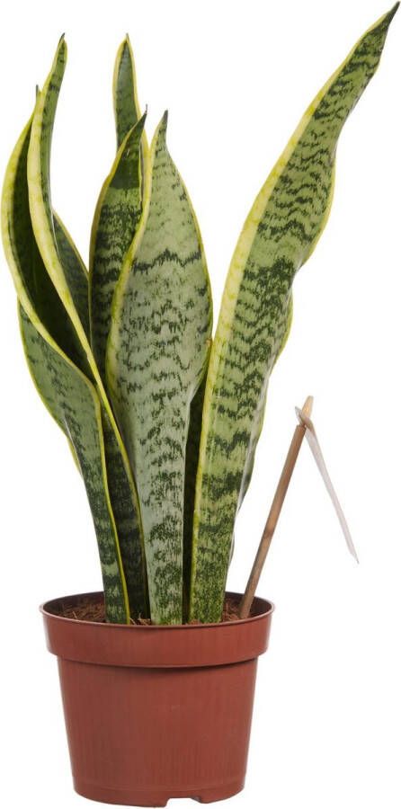 BOTANICLY Kamerplant van – Vrouwentongen – Hoogte: 40 cm – Sansevieria trif. Laurentii