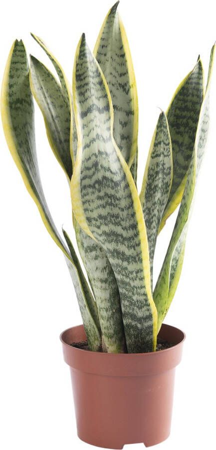 BOTANICLY Kamerplant van – Vrouwentongen – Hoogte: 45 cm – Sansevieria Laurentii