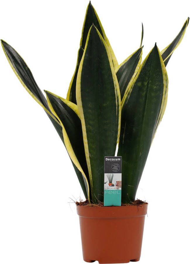 BOTANICLY Kamerplant van – Vrouwentongen – Hoogte: 50 cm – Sansevieria Fire